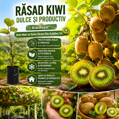 Răsad Kiwi Dulce și Productiv – KiwiRoyal™