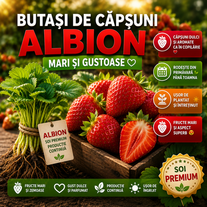Butași de căpșuni Albion – Mari și Gustoase