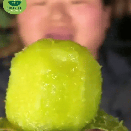 Răsad Kiwi Dulce și Productiv – KiwiRoyal™